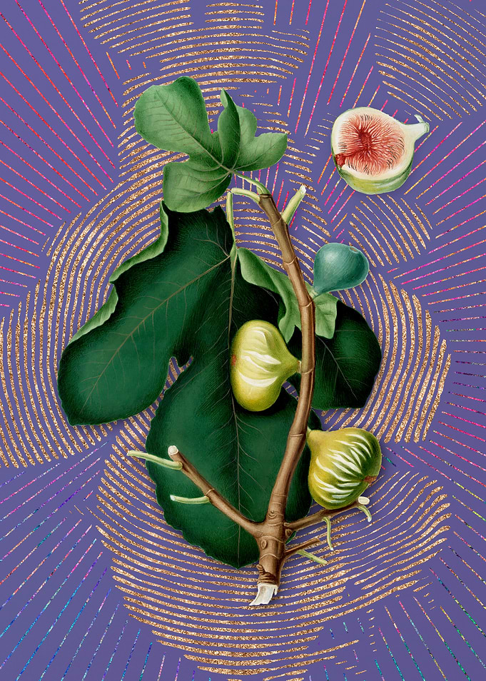 Vintage White Peel Fig
