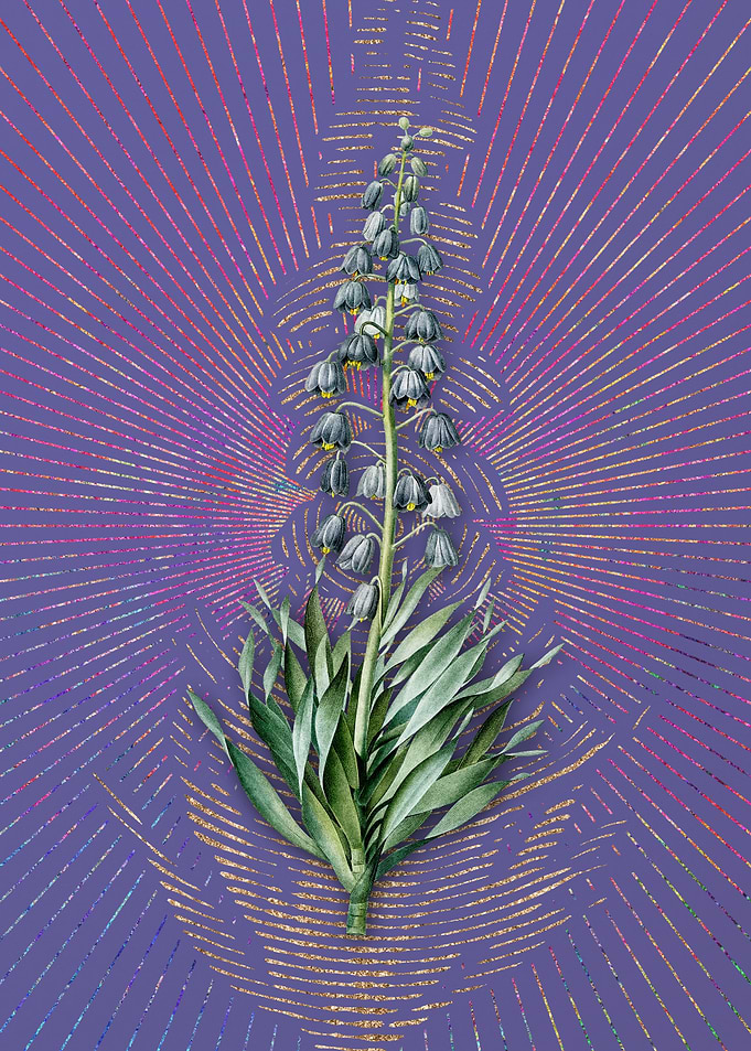 Vintage Persian Lily Art