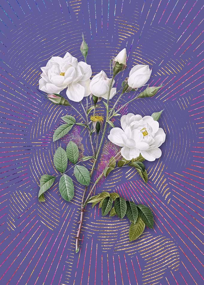 Vintage White Rose 2 Art