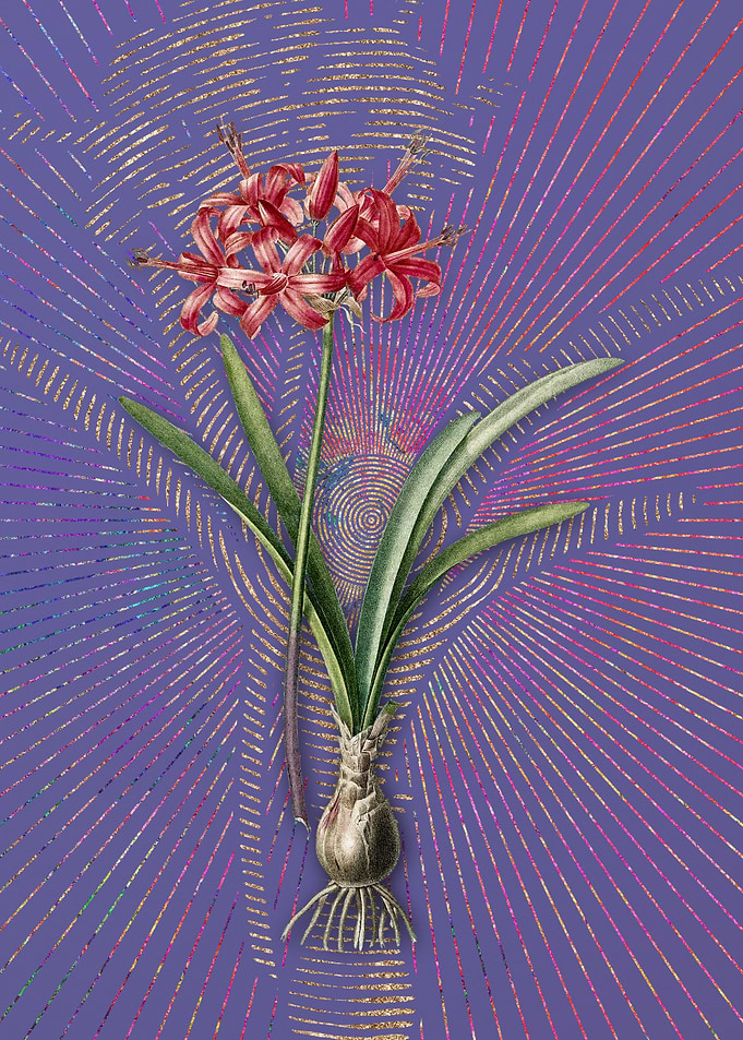 Vintage Guernsey Lily