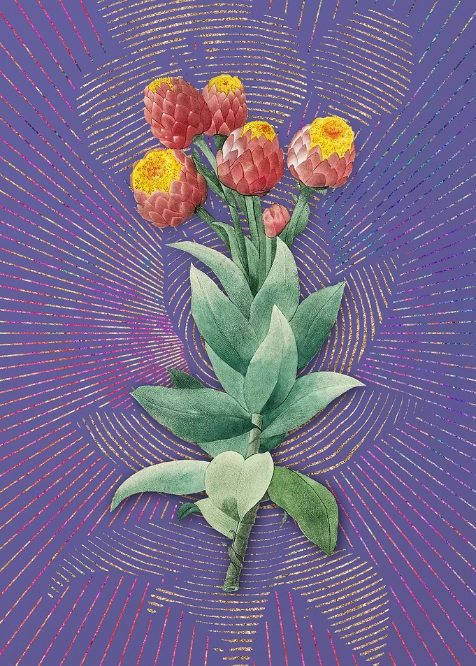 Vintage Cudweeds Flora