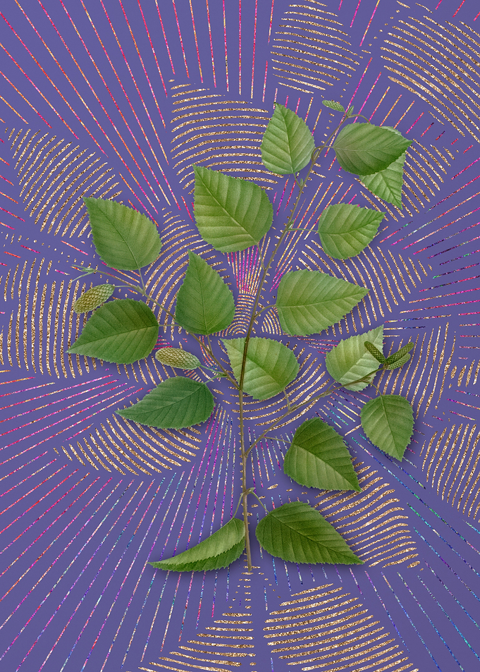 Vintage Paper Birch Purple