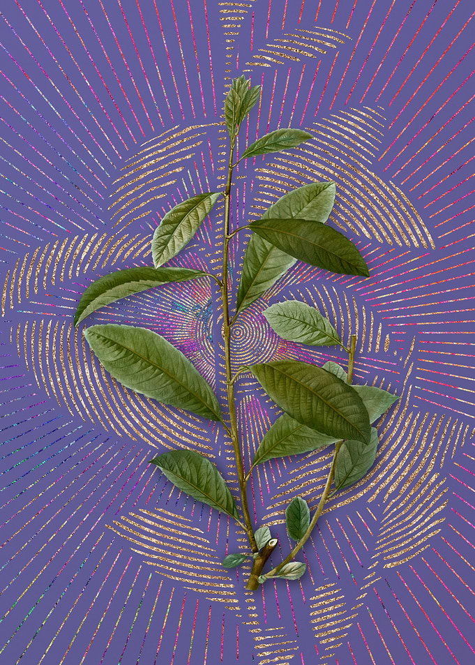 Vintage Grey Willow Purple