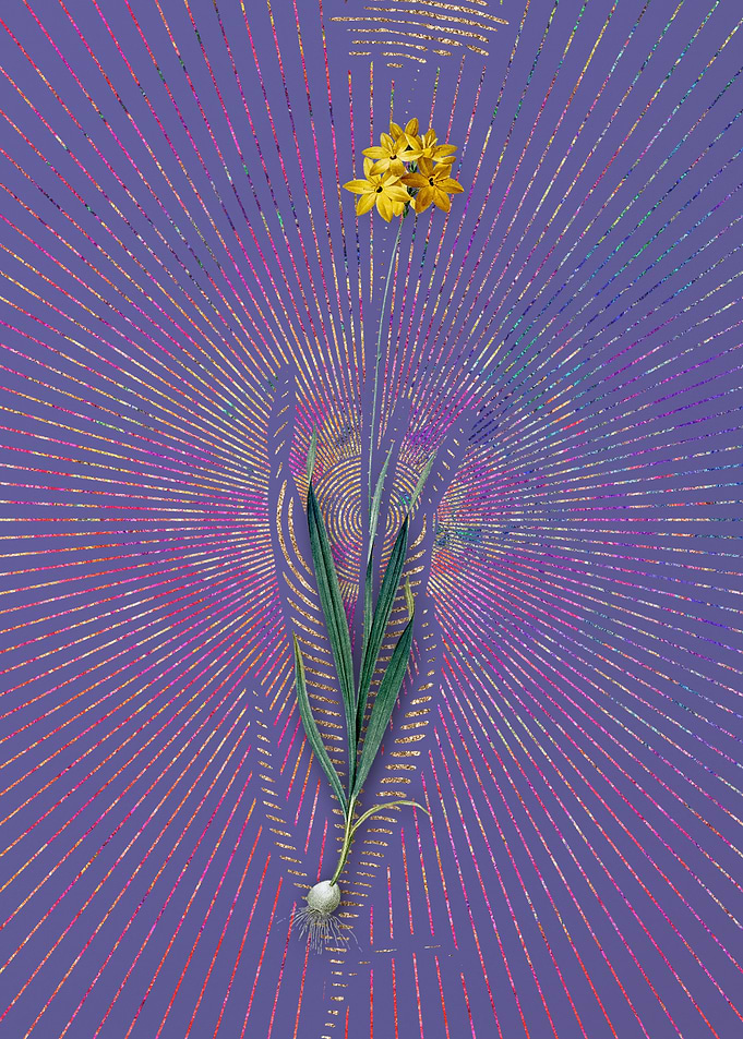 Vintage Orange Ixia Purple