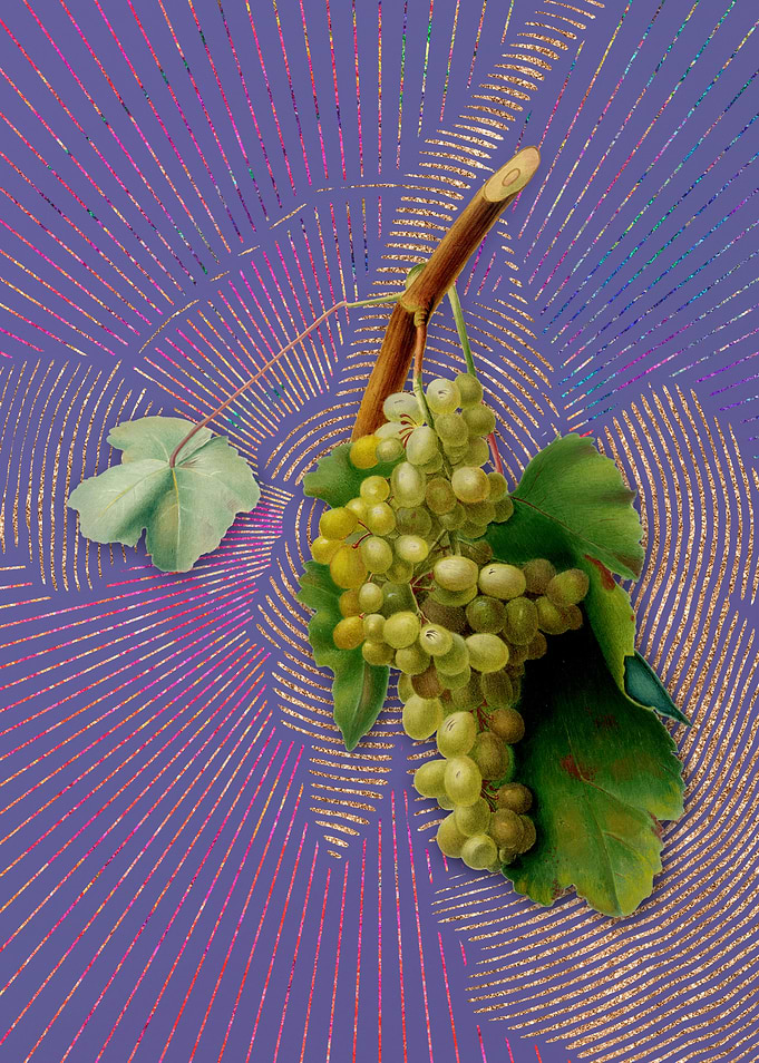 Vintage Grape Vine 6 Art