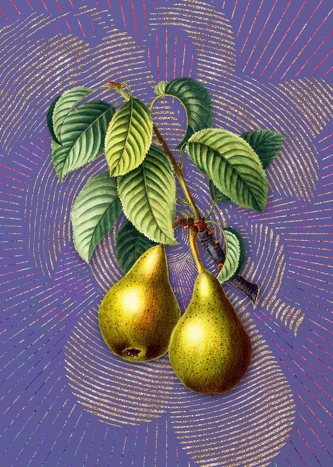 Vintage Pear Fruit