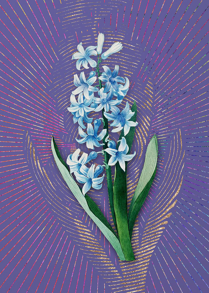 Vintage Dutch Hyacinth