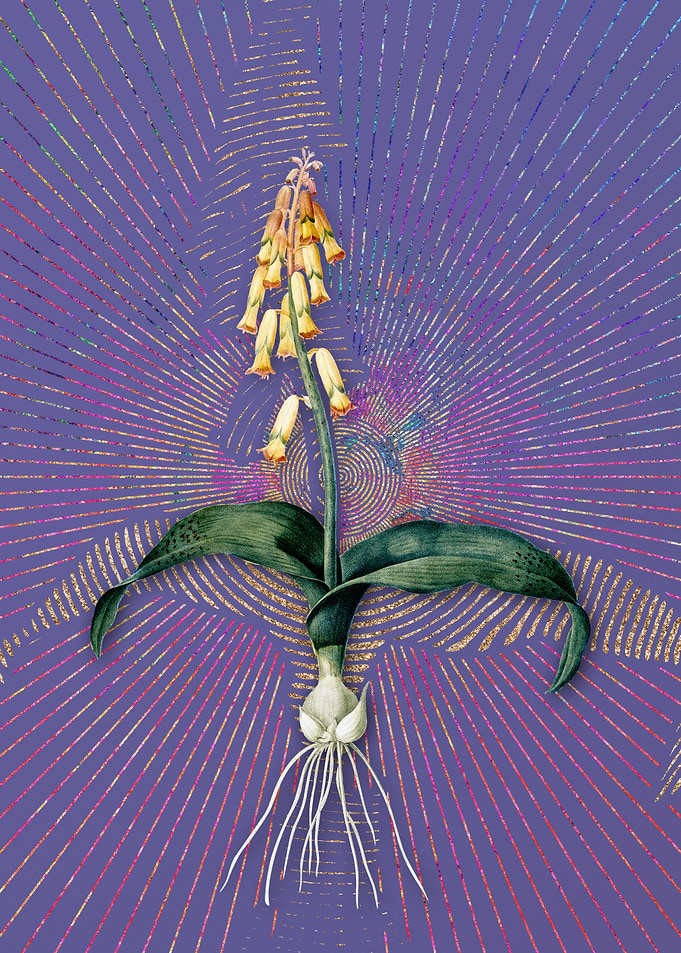 Vintage Watsonia Flora