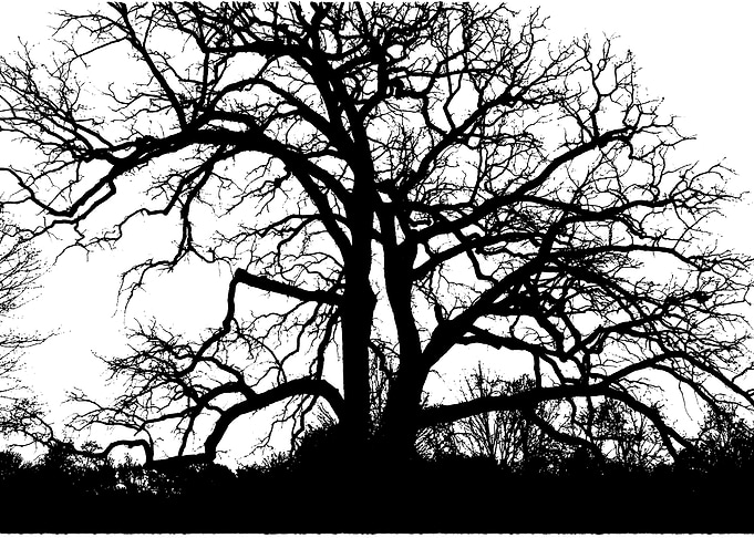 The Tree