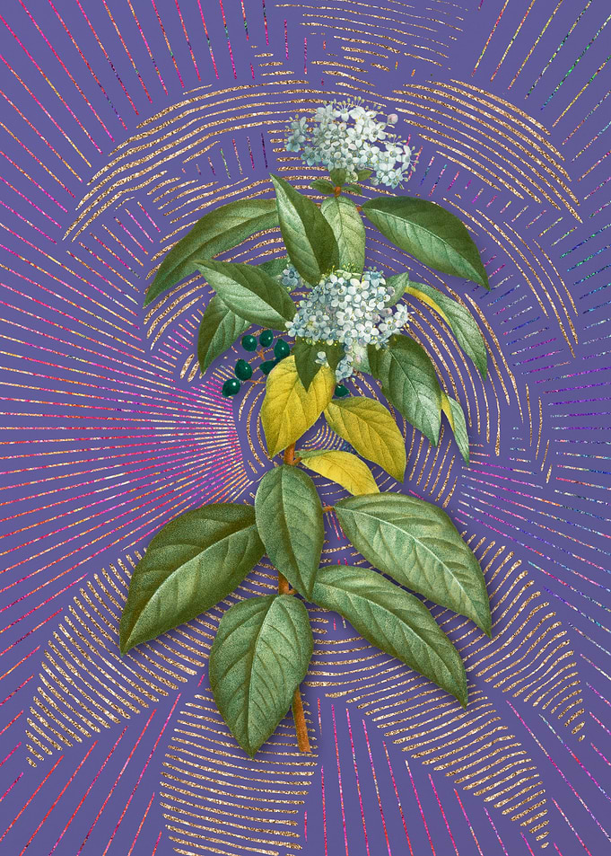 Vintage Laurustinus Purple