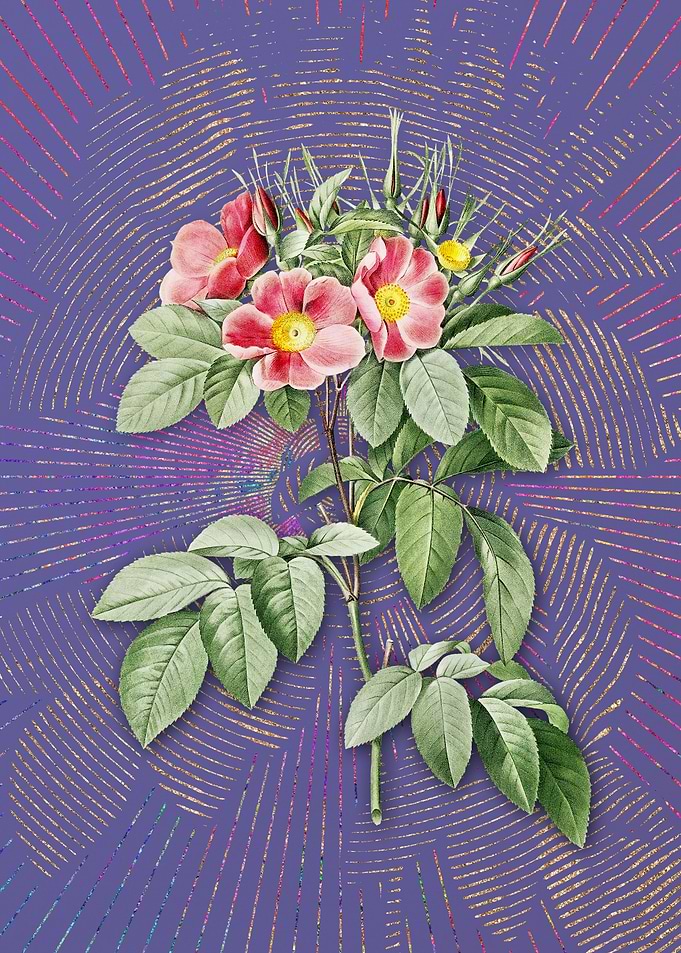 Vintage Pasture Rose Art