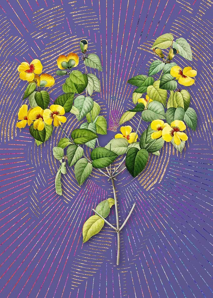 Vintage Platilobium Purple