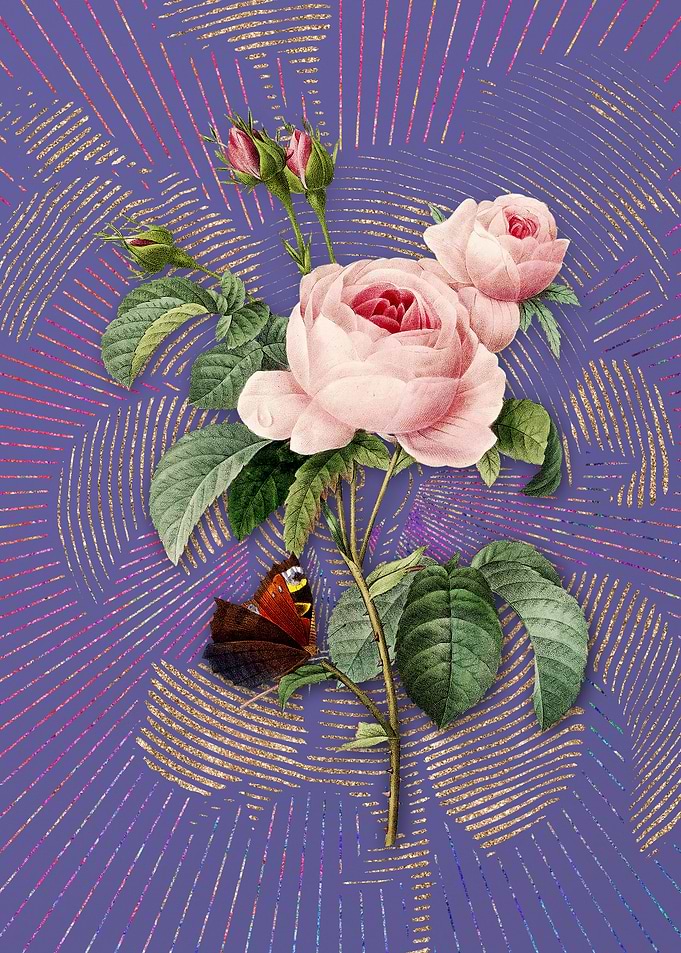 Vintage Provence Rose
