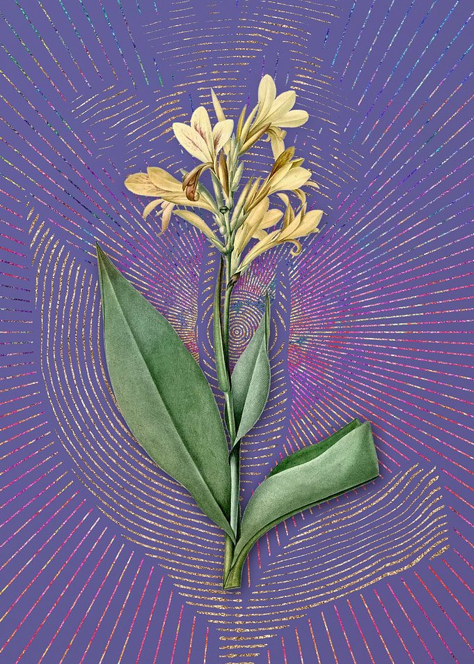 Vintage Water Canna Purple