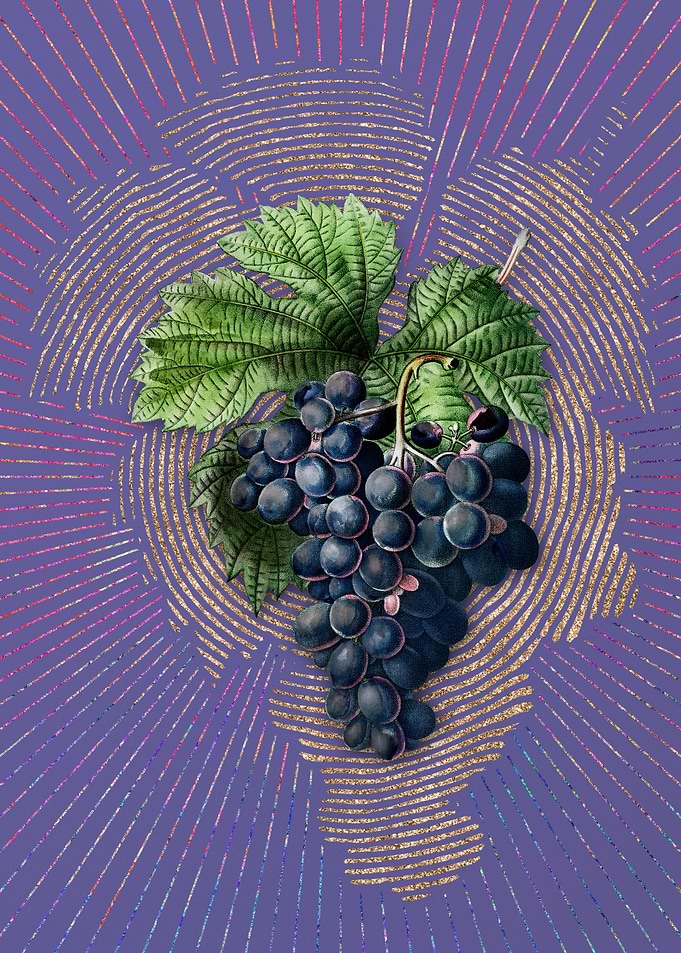 Vintage Grape Vine Fruit