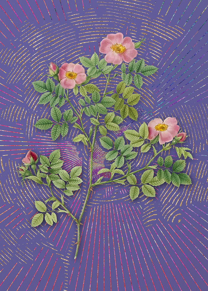 Vintage Rose Corymb Purple