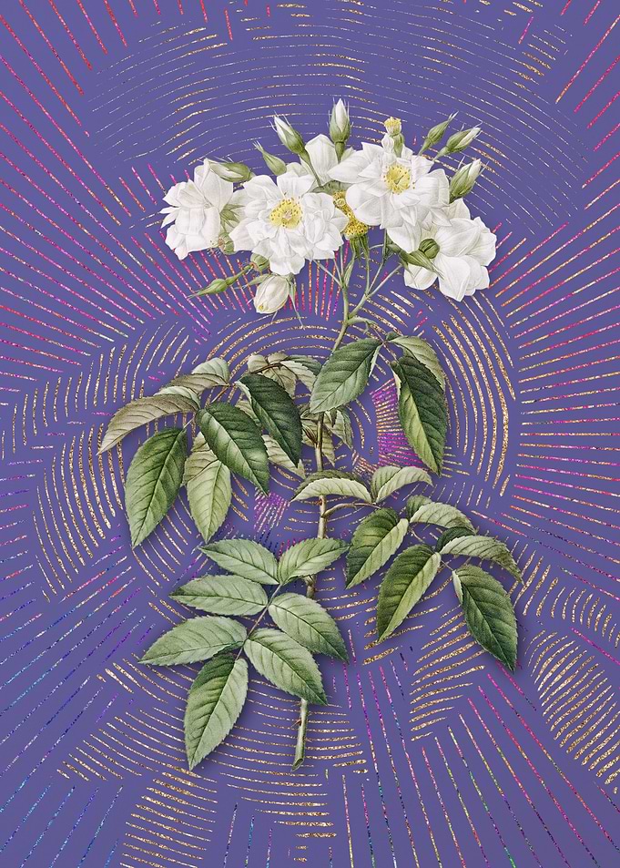 Violet Vintage Musk Rose