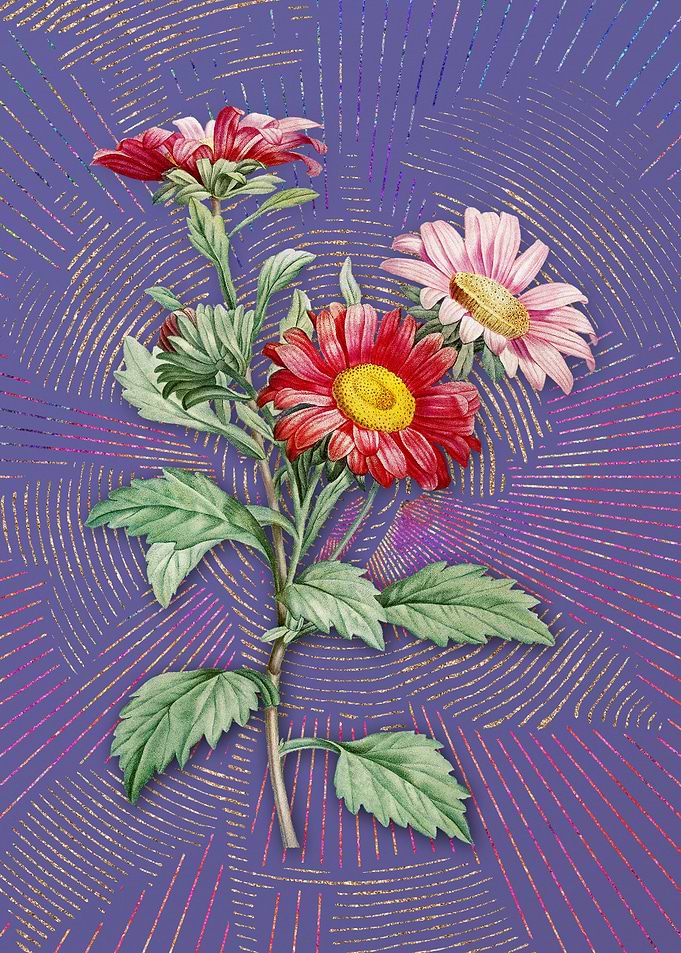 Violet Red Aster Flowers