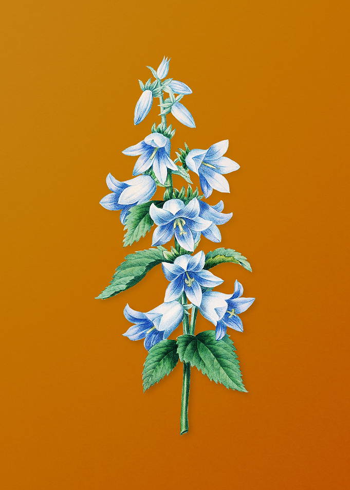 Vintage Bellflowers Flower