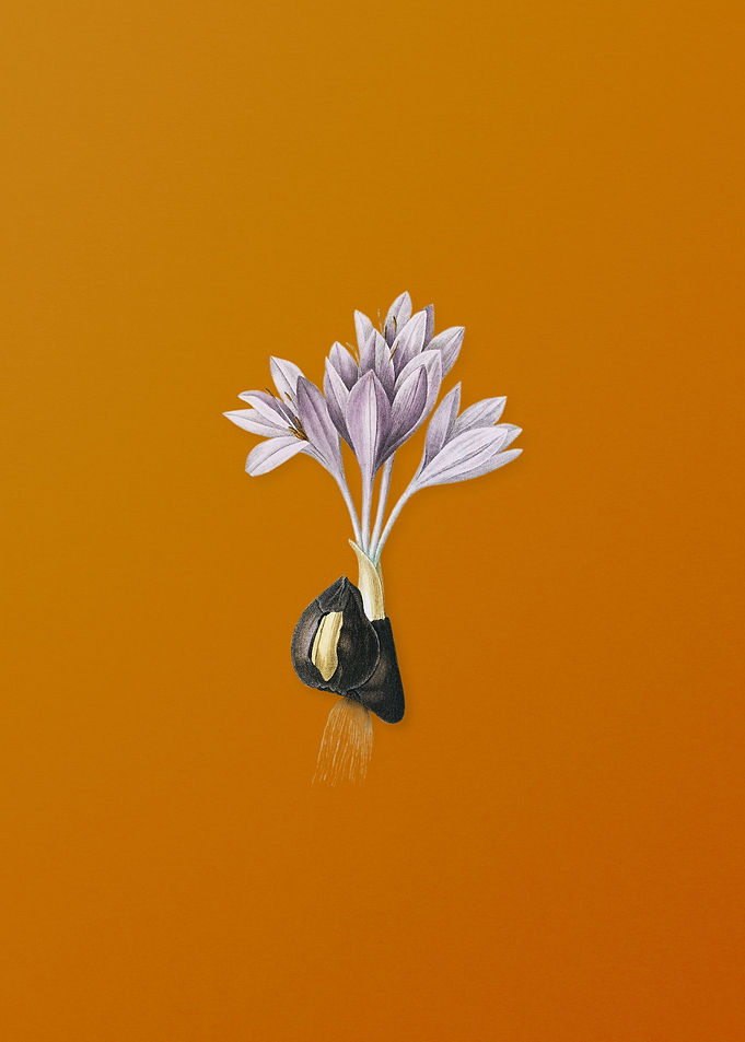 Vintage Autumn Crocus