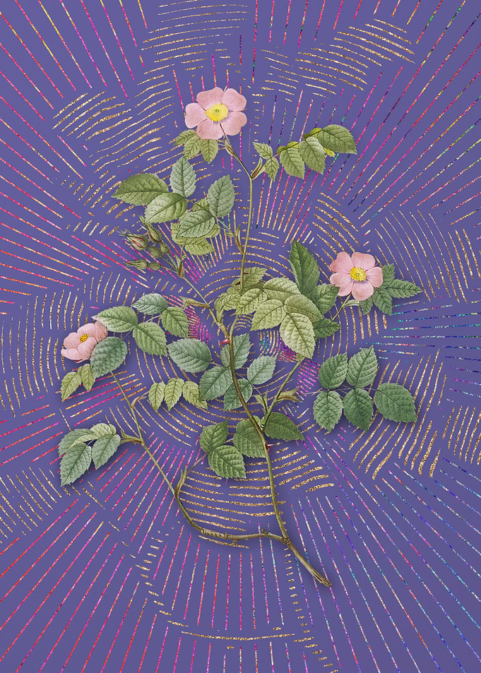 Violet Sweetbriar Rose 3