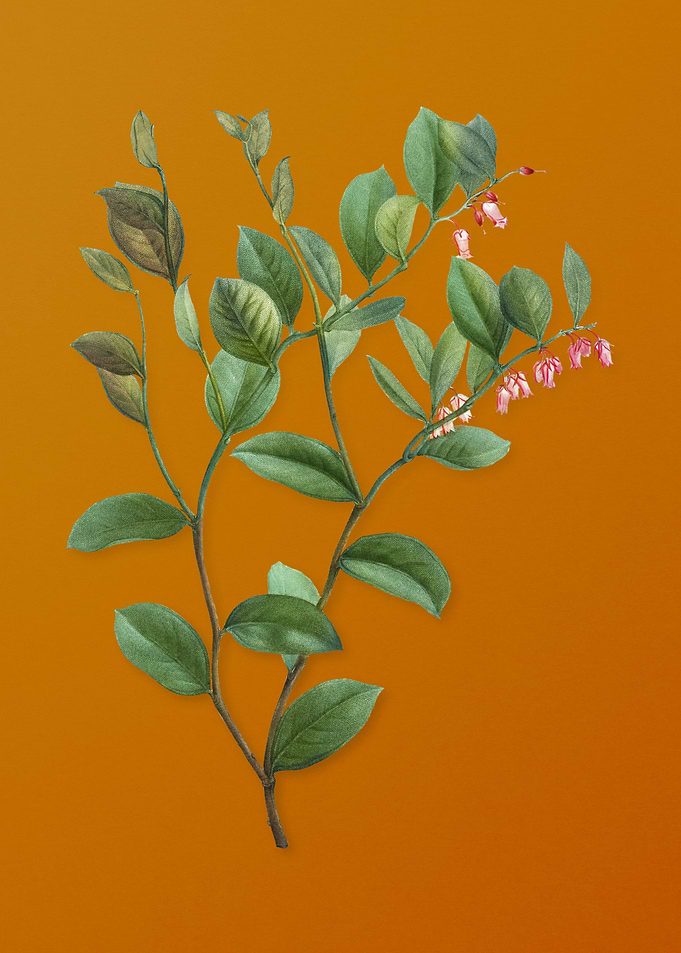 Andromeda Axillaris Bloom