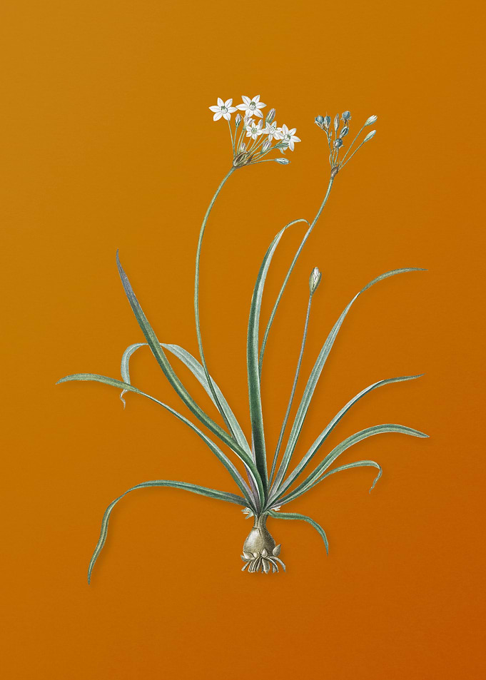 Vintage Allium Fragrans
