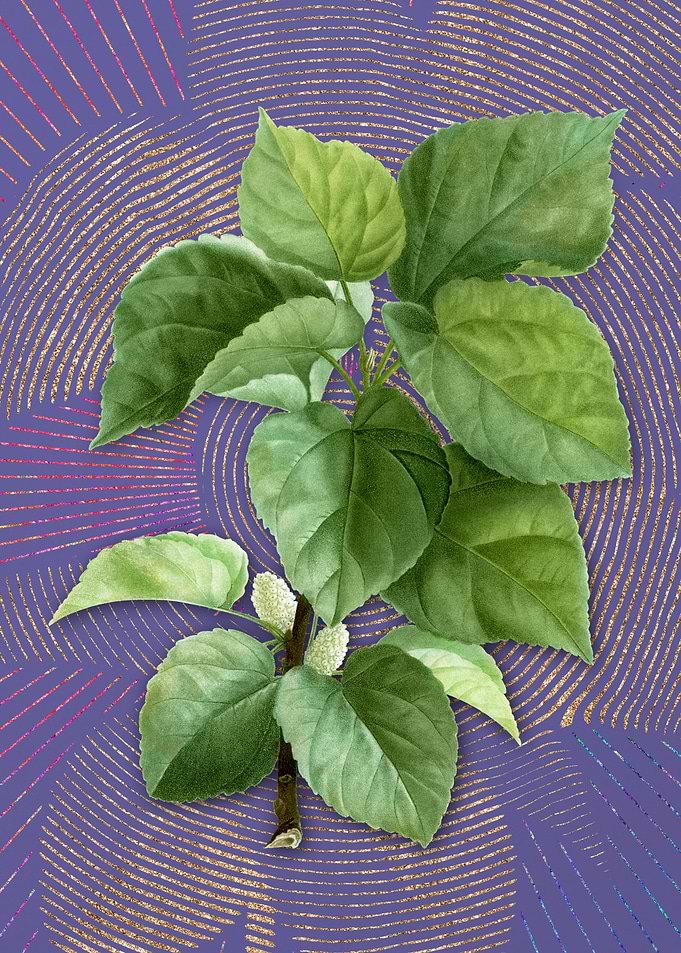 White Mulberry Plant Art