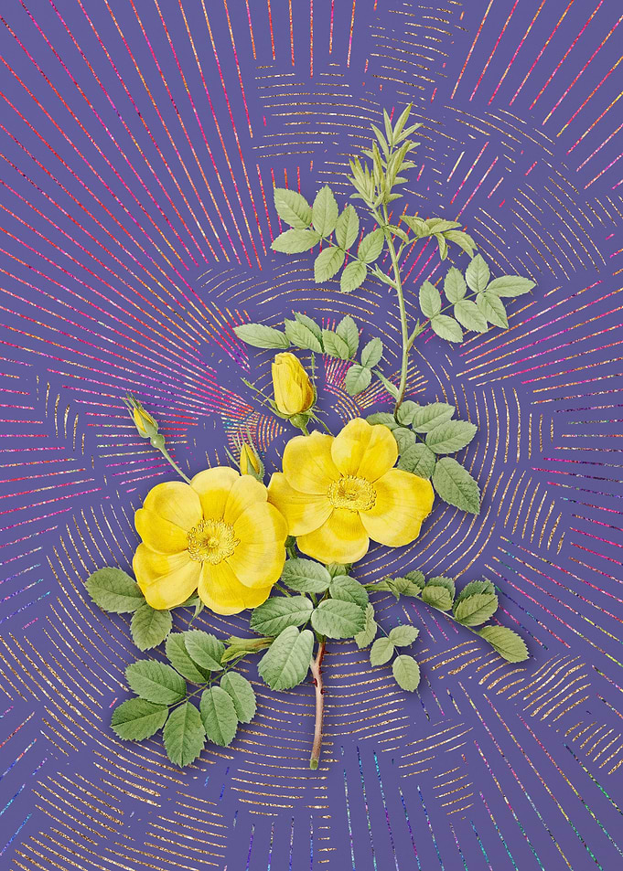Yellow Sweetbriar Roses