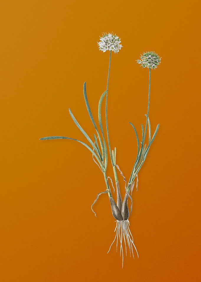 Allium Carolinianum Flower