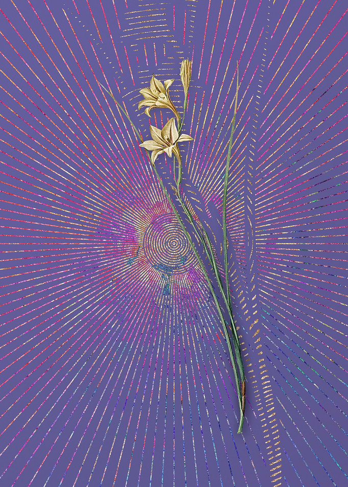Violet Vintage Gladiolus