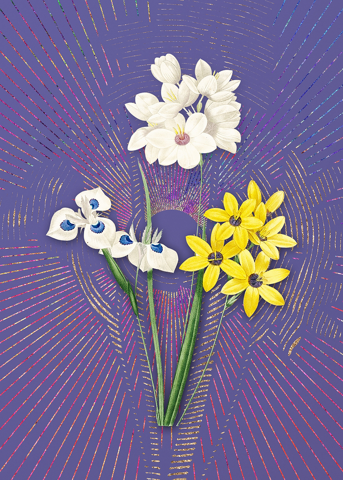 Violet Vintage Corn Lily
