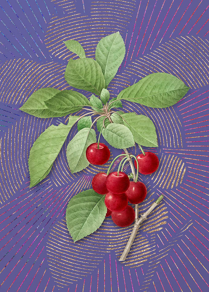 Violet Vintage Cherry
