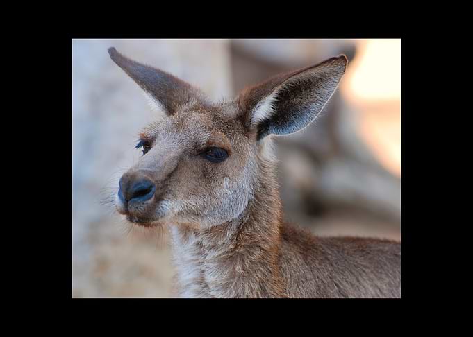 Kangaroo