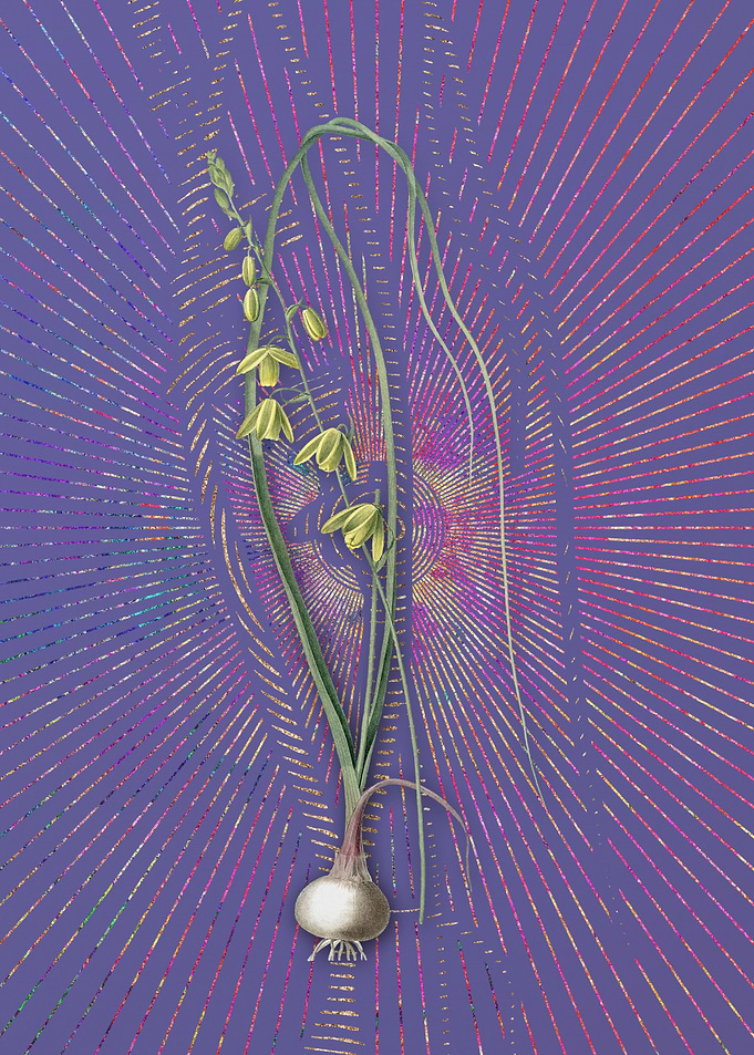 Violet Vintage Albuca