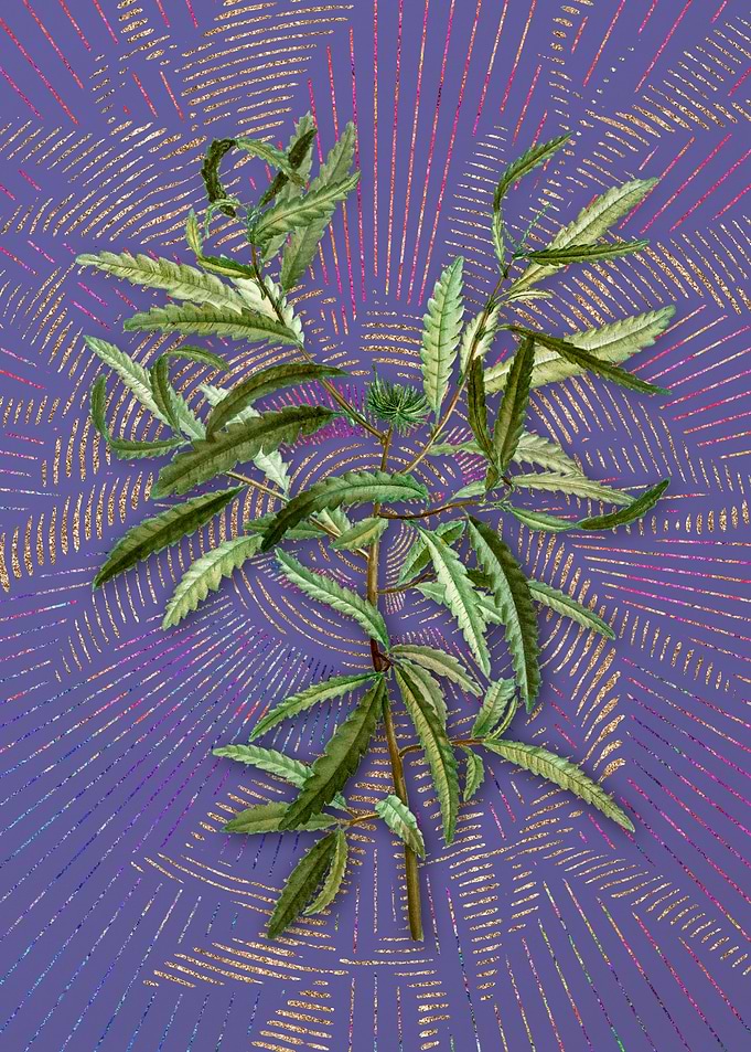 Violet Vintage Sweetfern