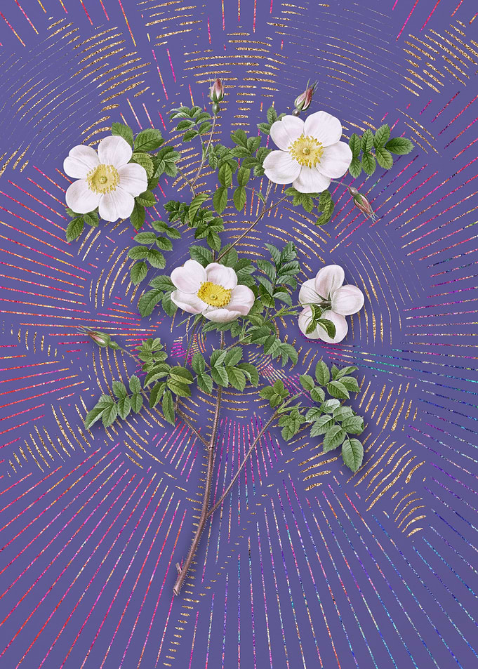White Candolles Rose