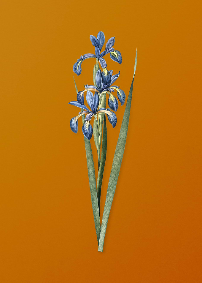 Vintage Blue Iris Flower