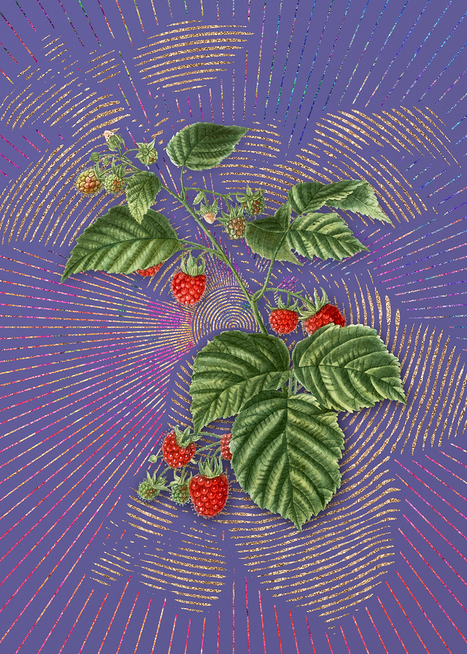 Violet Vintage Raspberry