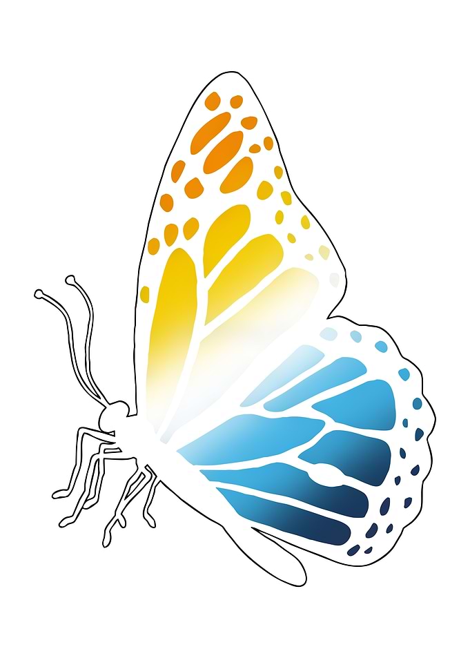 butterfly