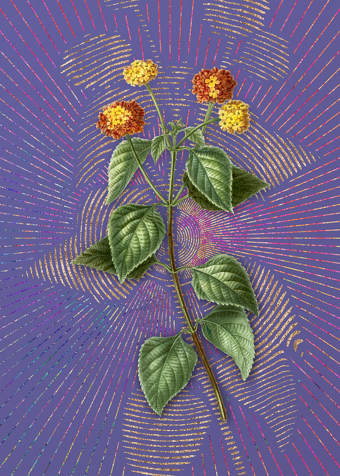 Violet Vintage Tickberry