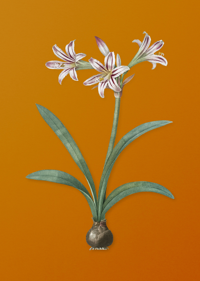 Vintage Amaryllis Flower