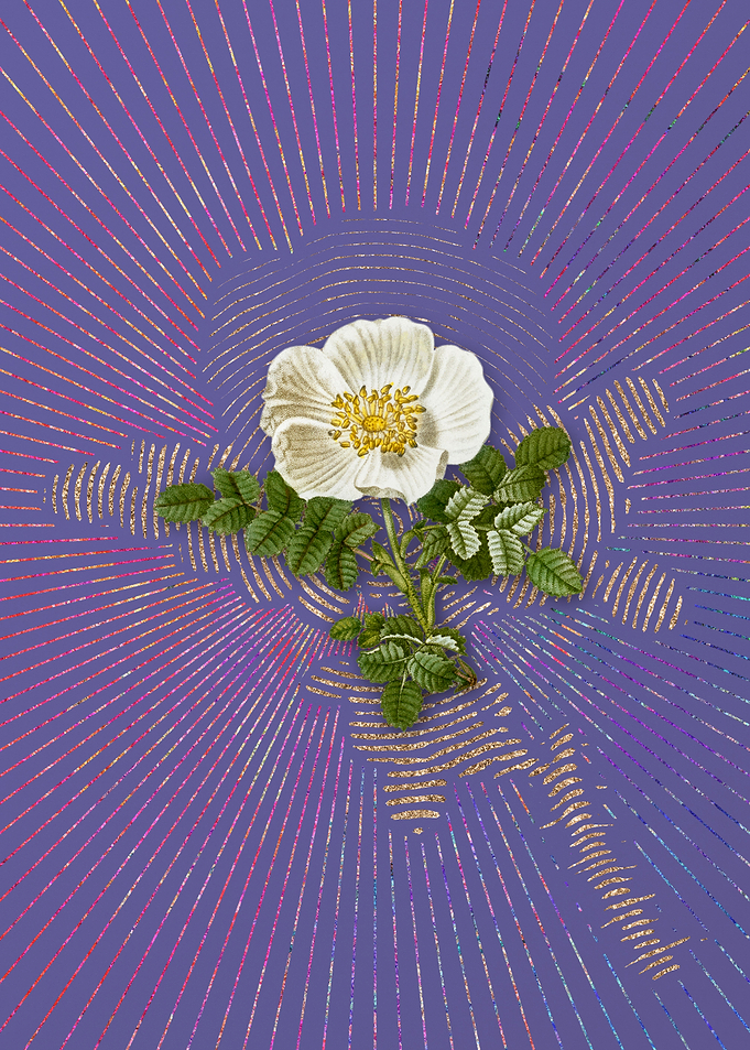 Violet White Burnet Rose
