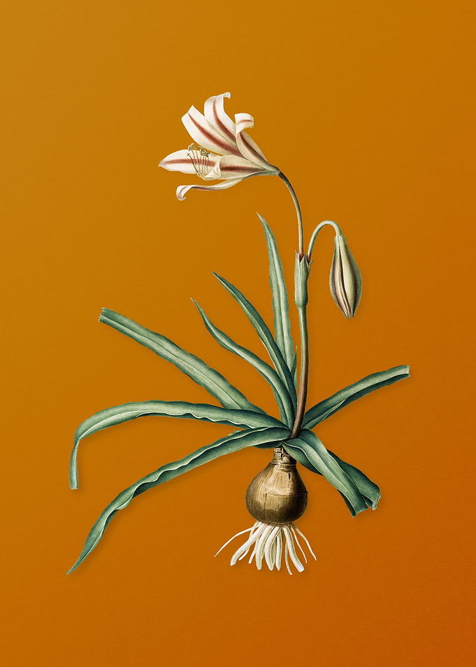 Amaryllis Broussonetii