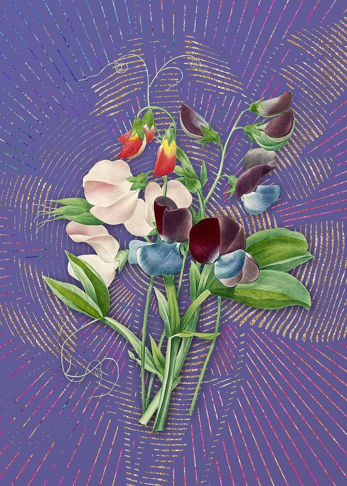 Violet Vintage Sweet Pea
