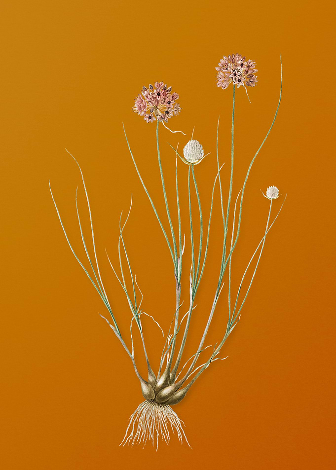 Vintage Allium Globosum
