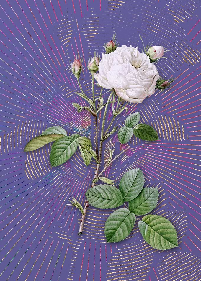 White Provence Rose Purple