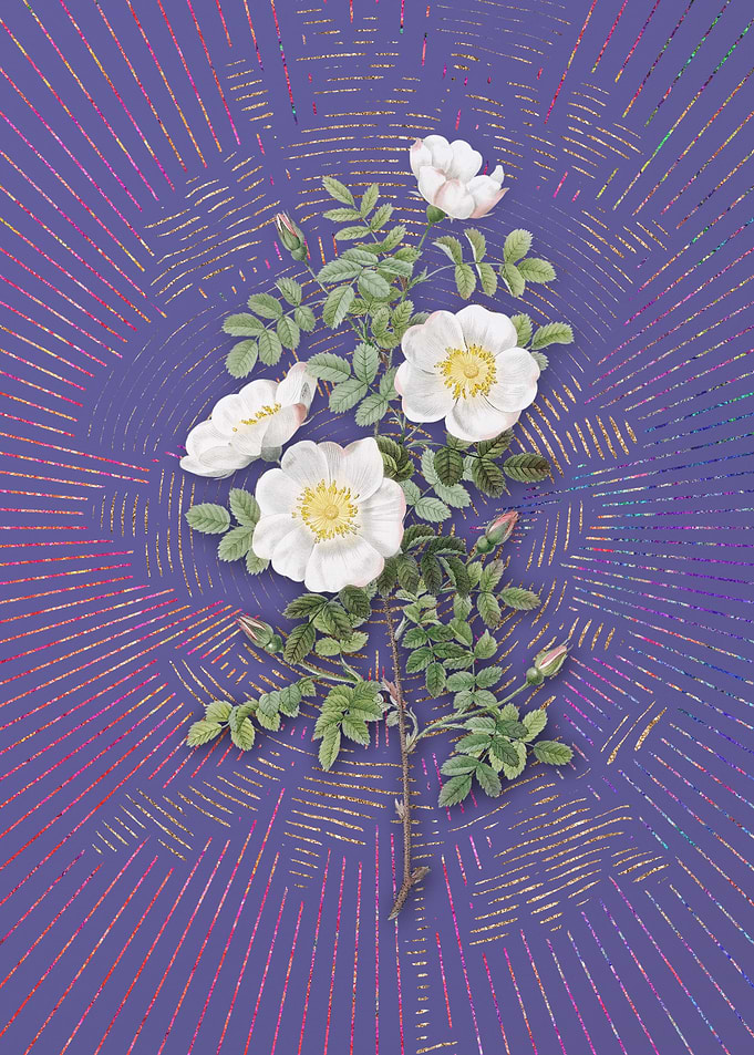 White Burnet Roses 2 Art