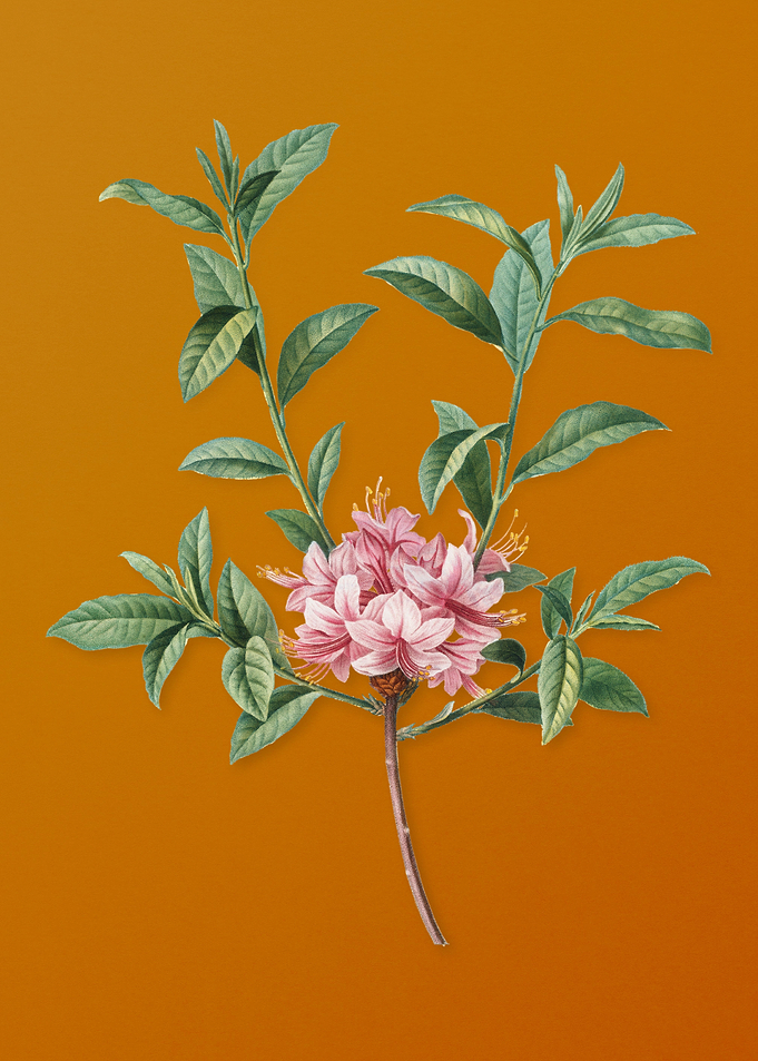 Vintage Azalea Flower