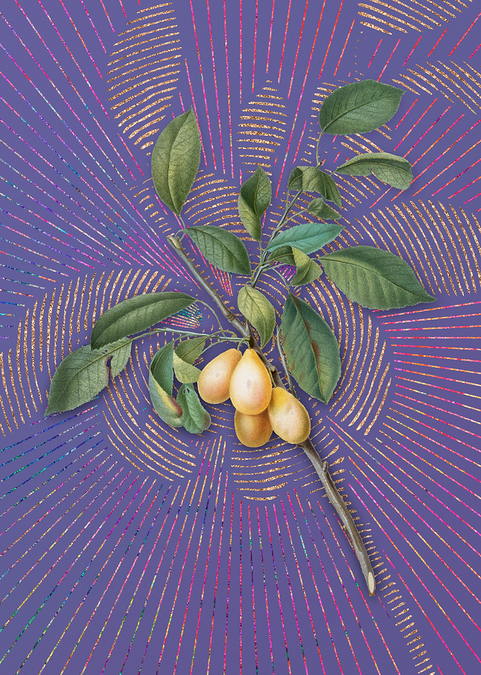 Violet Vintage Plum 4